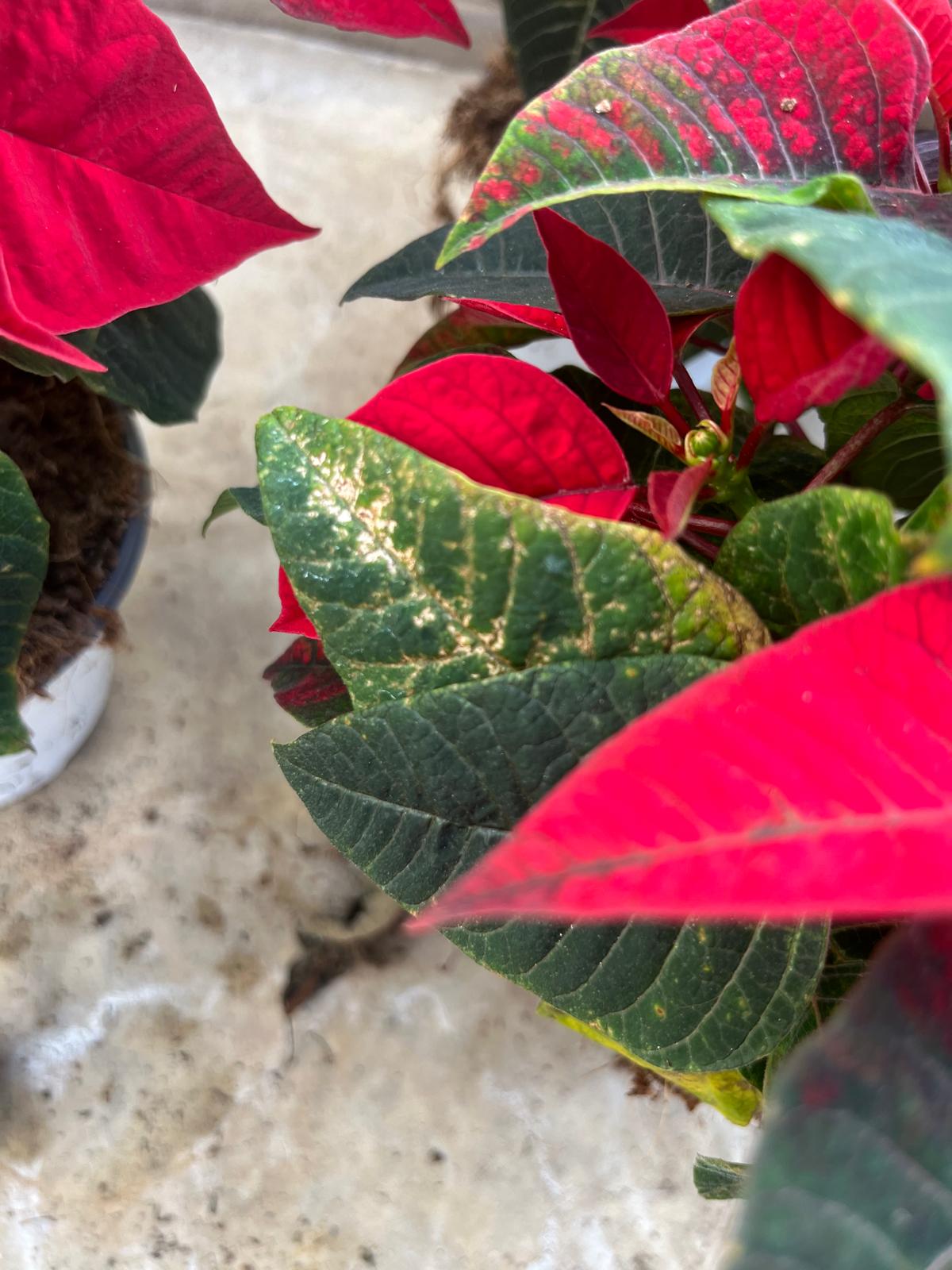 Danni da trips Parvispinus su poinsettia