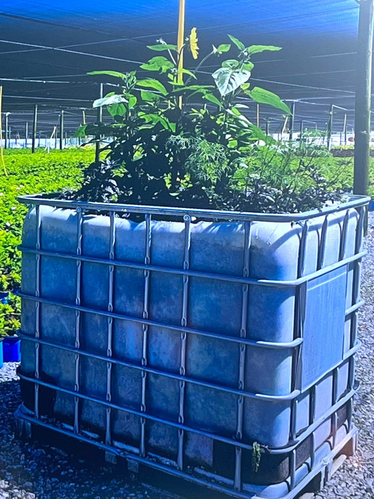 esempio di utilizzo di Banker plant sulle quali vengono allevati gli insetti utili