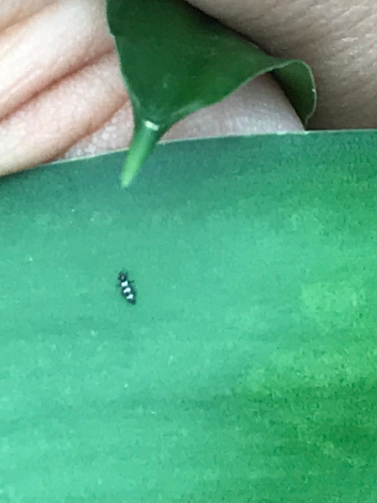 Aeolothrips intermedius spontaneo su cipolla nella zona del Molise. Ha un buon controllo sul tripide.