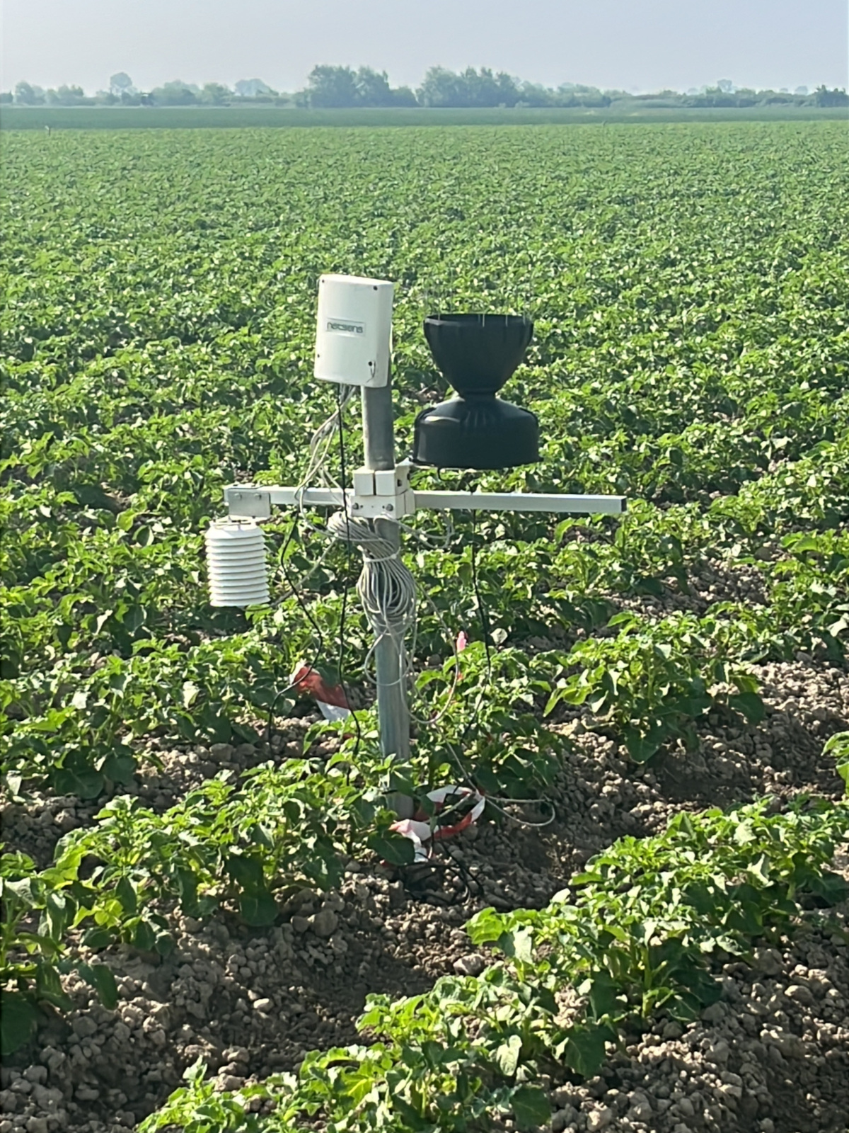 usiamo queste stazioni “leggere” per le misurazioni dirette in campo. Oltre alla sensoristica aerea: pluviometro, termoigrometro e bagnatura fogliare, abbiamo 2 sonde terreno posizionate, nel caso della patata, a 20 e 40 centimetri