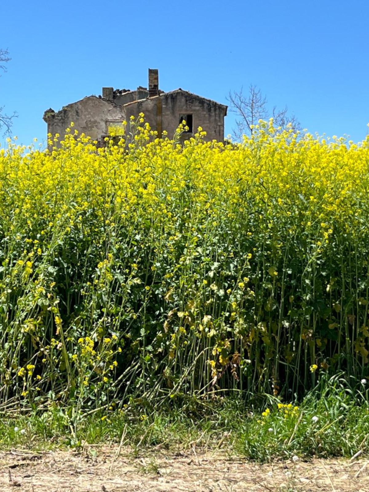 Sovescio biocida isci 120 sulla zona di Collecorvino. Seminato in autunno e sovesciato a primavera. L’obiettivo di eliminare funghi patogeni al terreno, nutrirlo e riequilibrarlo.