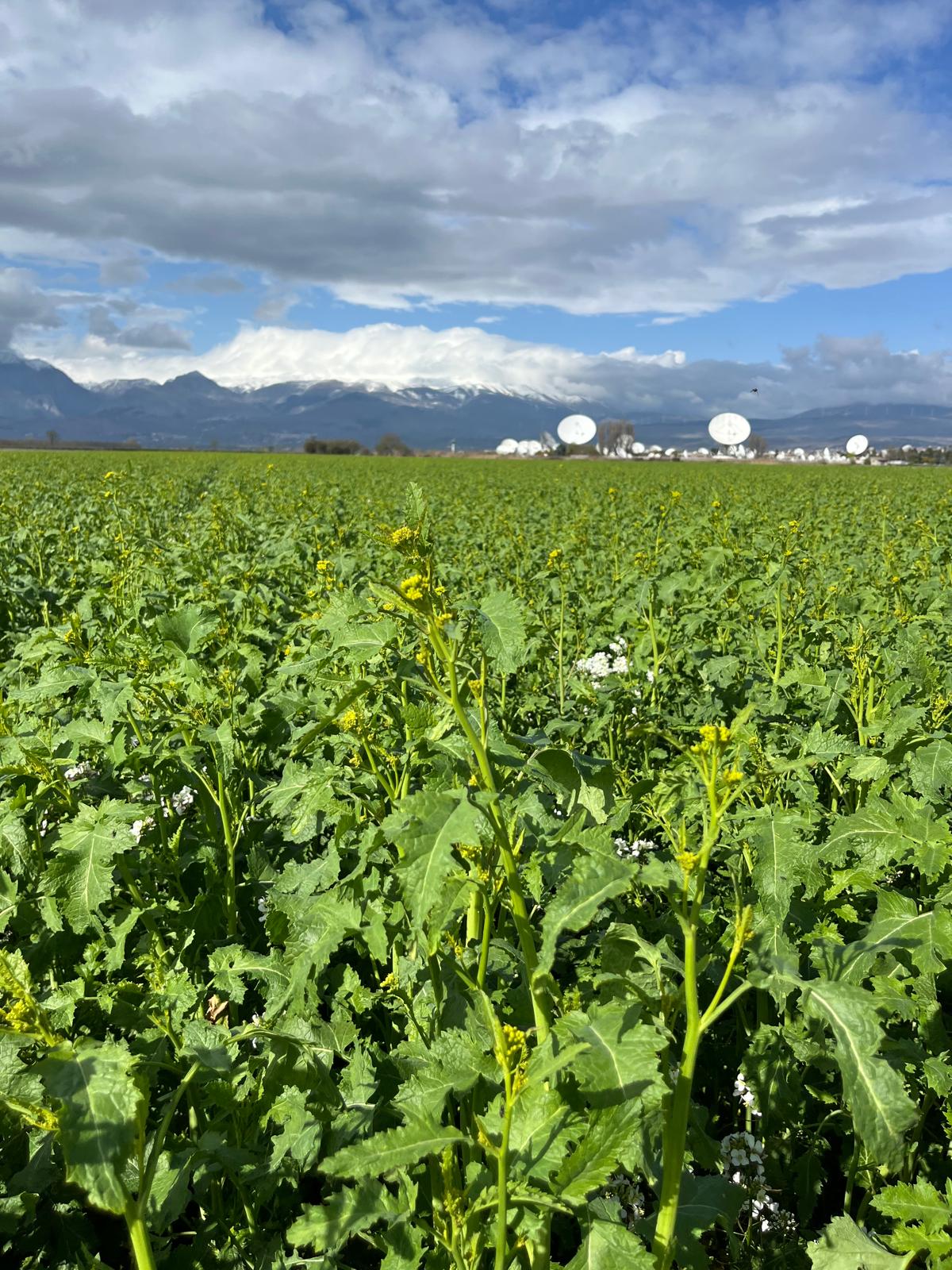 Sovescio biocida isci 120 sulla zona di Collecorvino. Seminato in autunno e sovesciato a primavera. L’obiettivo di eliminare funghi patogeni al terreno, nutrirlo e riequilibrarlo.