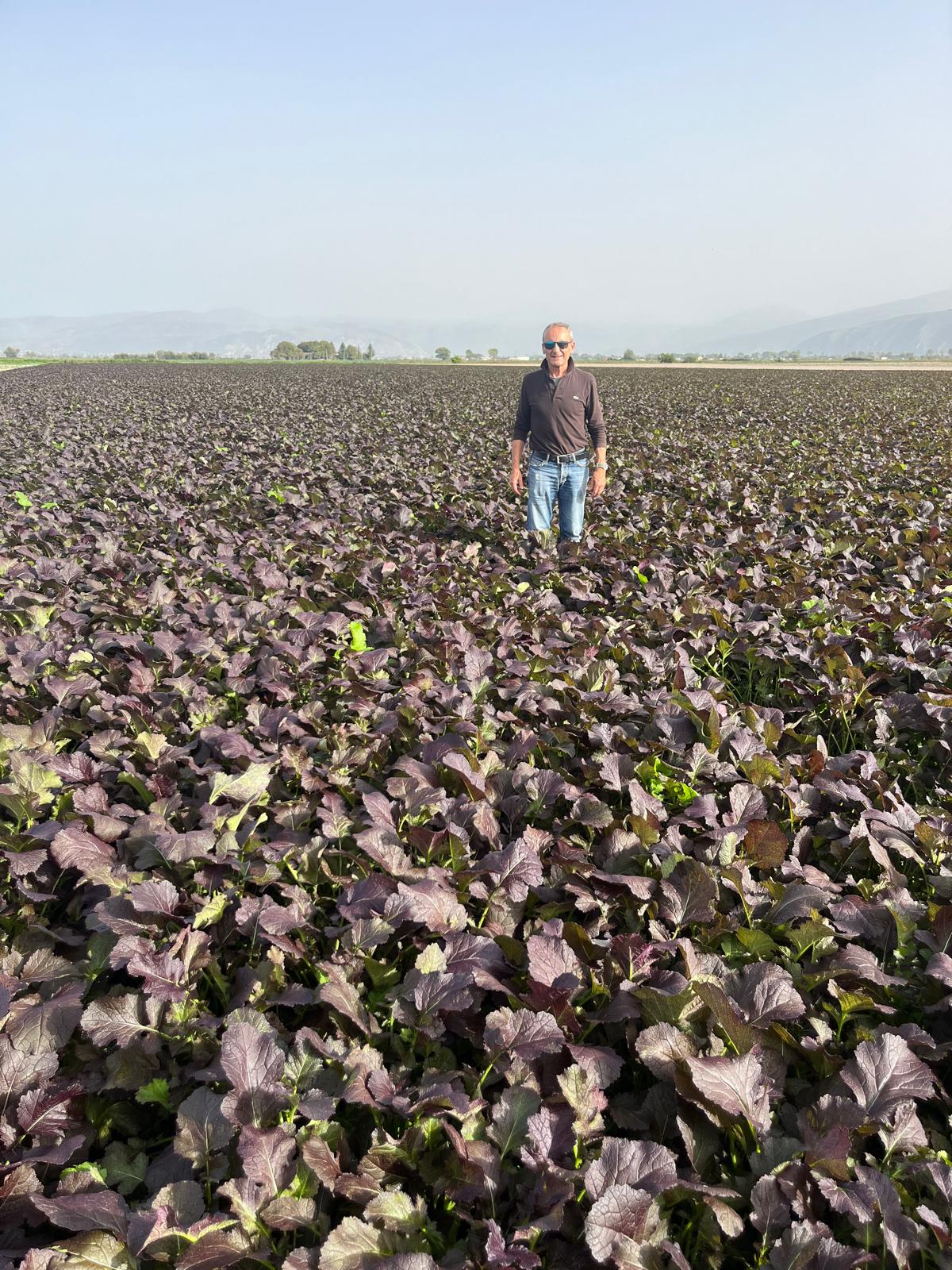 Coltivazione di sovescio biocida Isci 100 a Fucino. Molto veloce nella germinazione ( 3 gg) e nella copertura del campo.