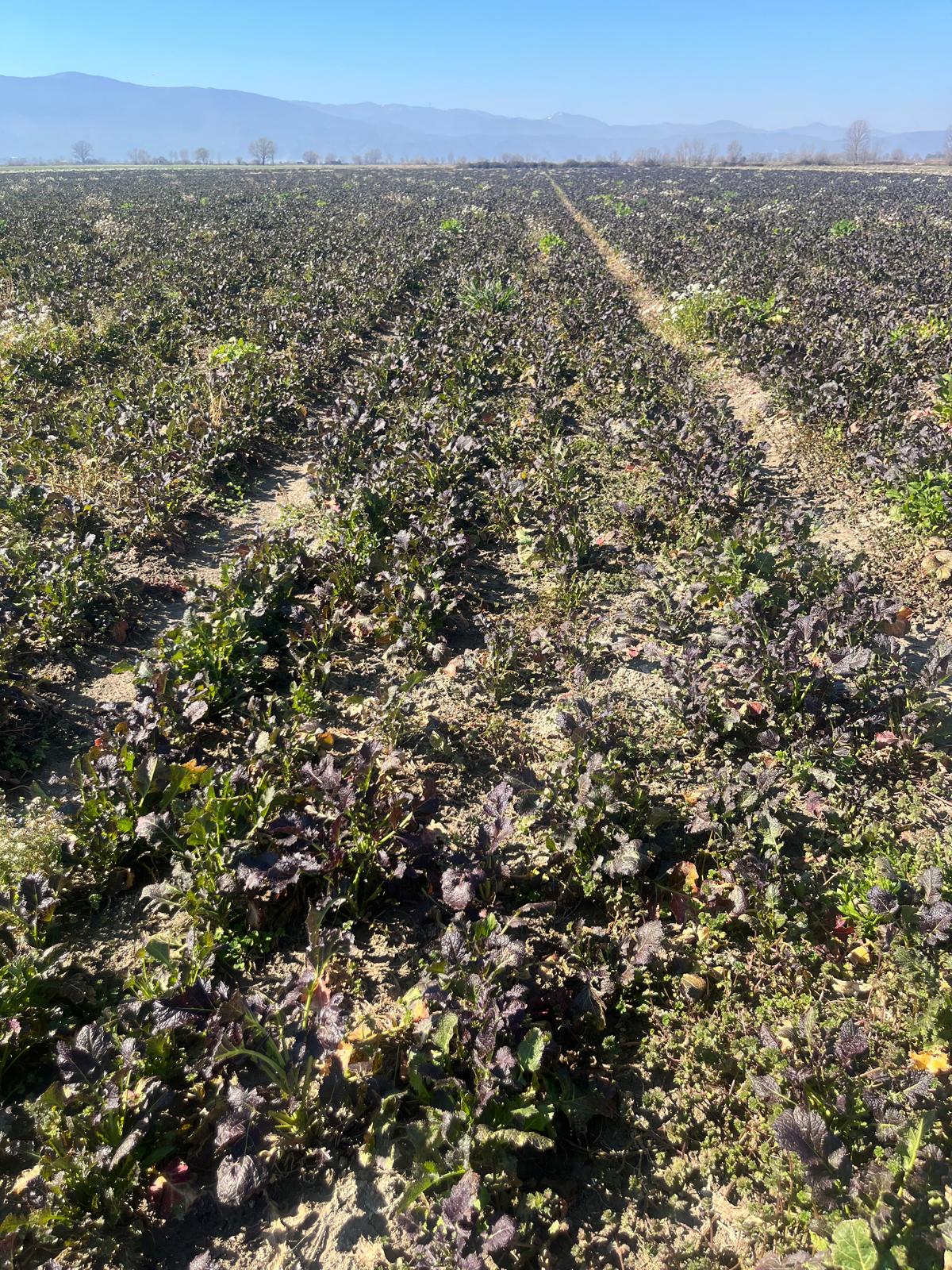Sovescio biocida Isci 100 in fase di ripartenza a Fucino. Malgrado le temperature invernali sono state abbastanza rigide (diverse gelate con temp di -5/10) il sovescio ha resistito bene. (26 febbraio 2026).