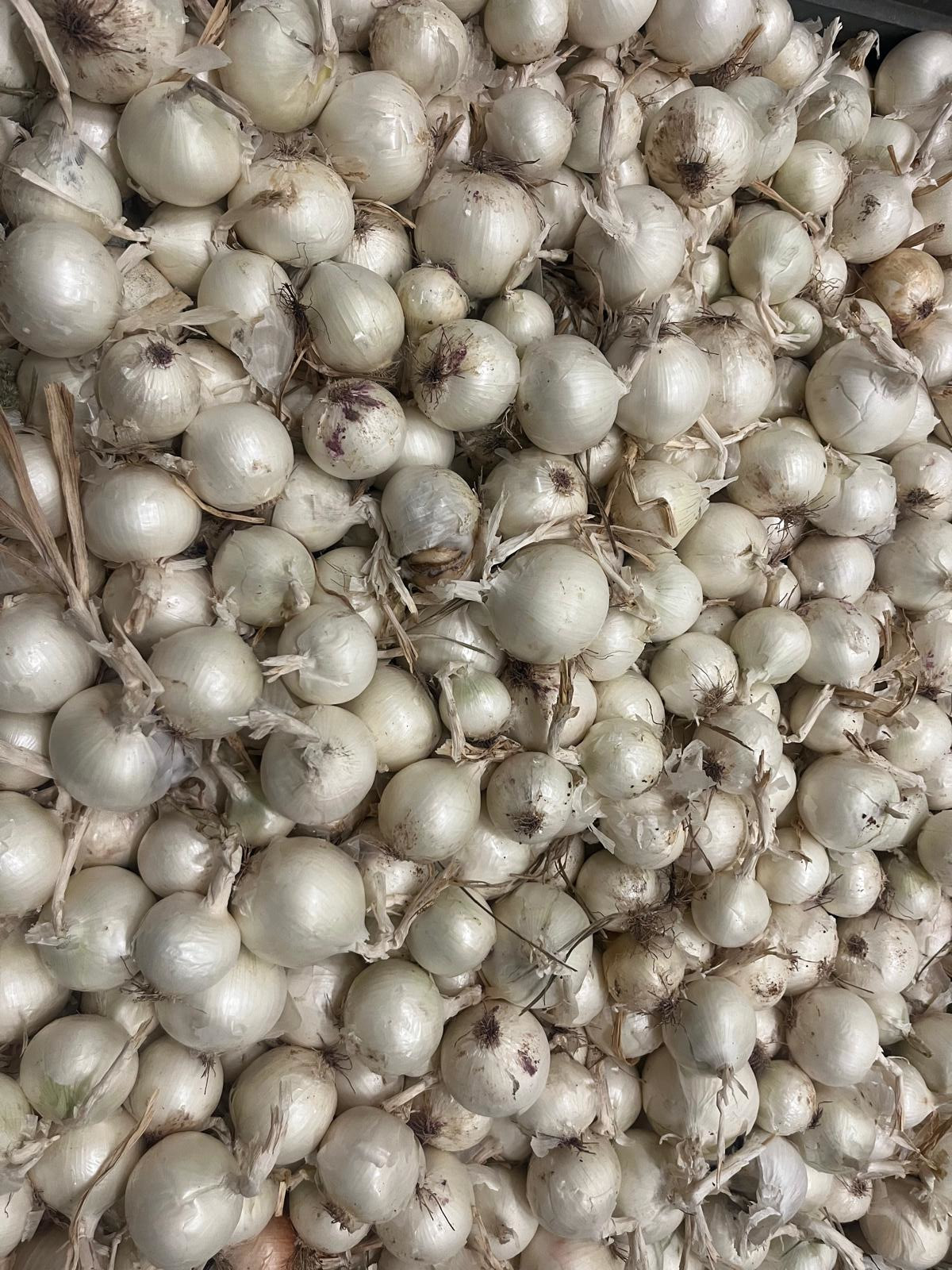 Cipolla bianca Rhea coltivata in Molise, in fase di stoccaggio. Interessante per la sua precocità (raccolta metà /fine luglio) per la sua capacità di perdere umidità una volta a maturazione , per la conservazione e per la sua brillantezza, unica