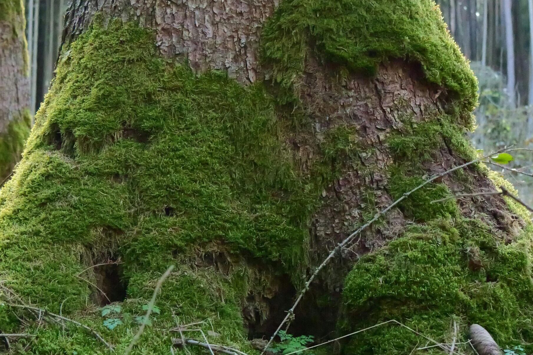 Le vite degli alberi morti