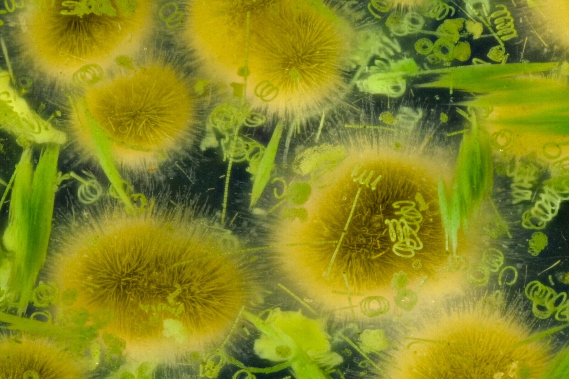 Una squadra di batteri specializzati per l’agricoltura  e l’ambiente