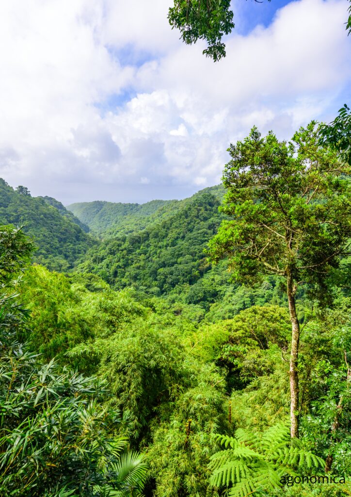 Se gli alberi mutano con troppa lentezza