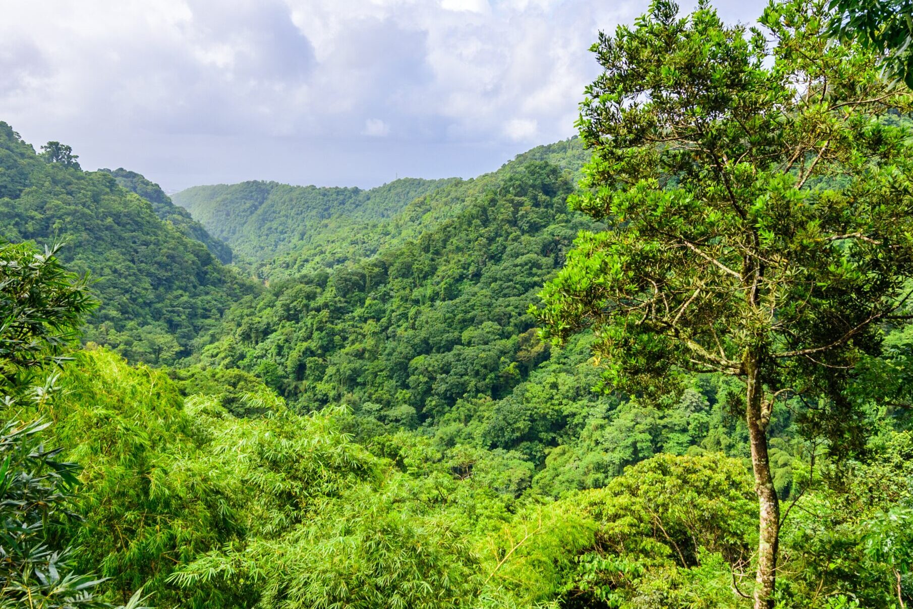 Se gli alberi mutano con troppa lentezza
