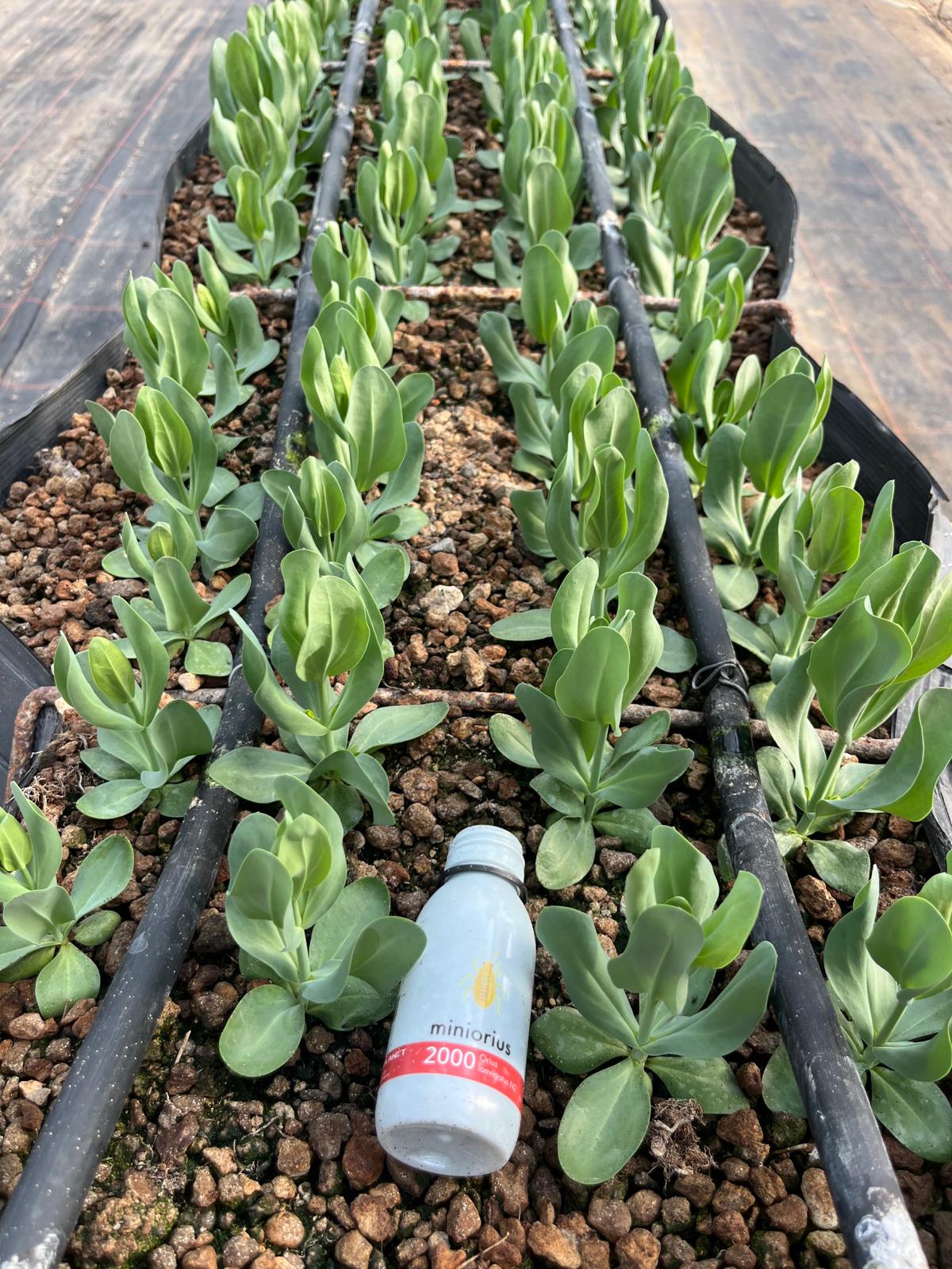 08/05/2026 utilizzo di insetti utili su coltivazione di lisianthus da reciso in fuori suolo in Puglia. Si è iniziato circa un mese fa ed ad oggi la situazione per quanto riguarda tiroidi è ragno rosso è sotto controllo