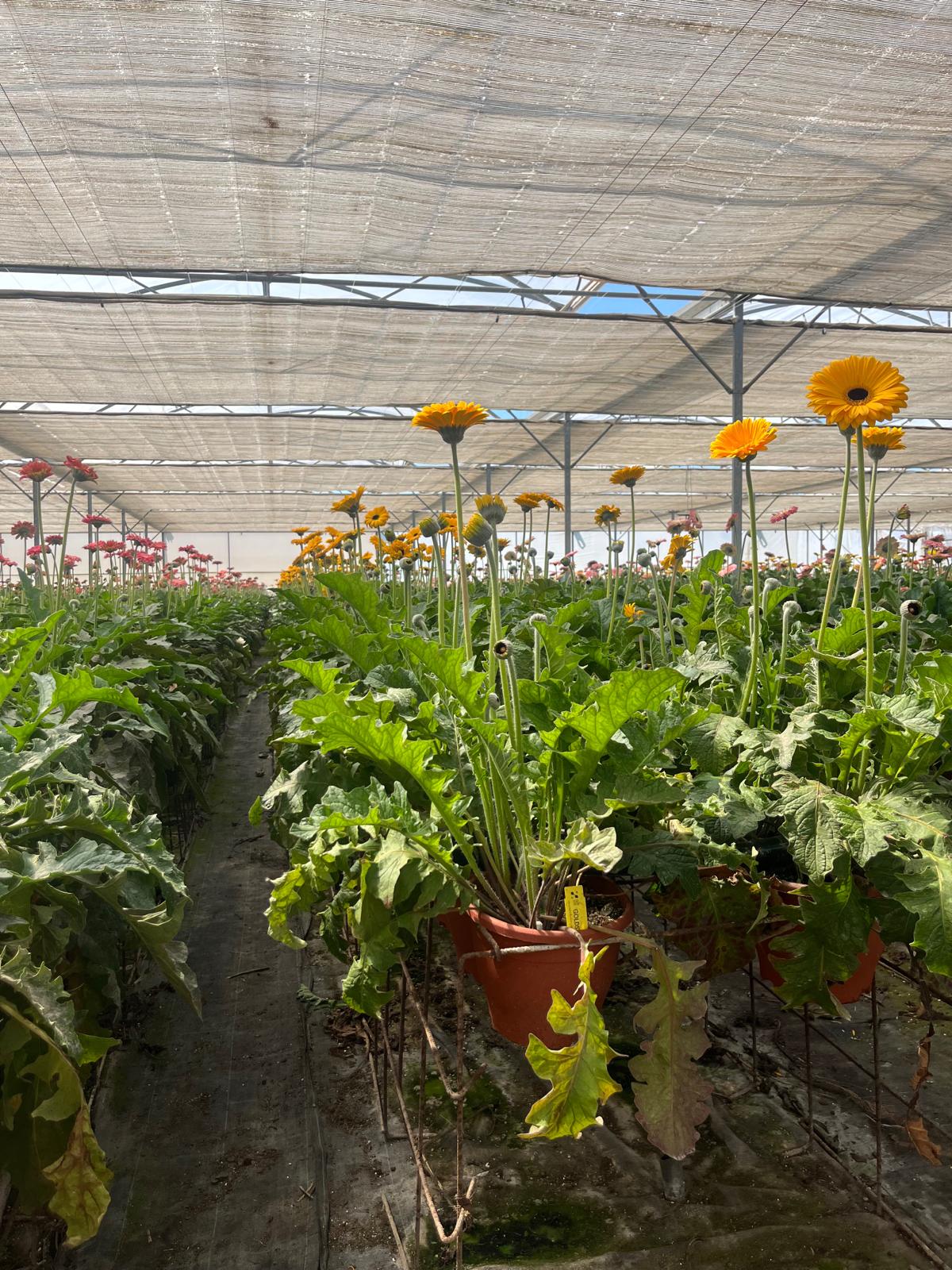 08/05/2026. Coltivazione di gerbere da reciso, al 2do anno in fuori suolo in Puglia. Introduciamo da circa tre mesi insetti utili per il controllo di: tiroide, ragno rosso, aleurodidi e minatrice. La situazione è in equilibrio